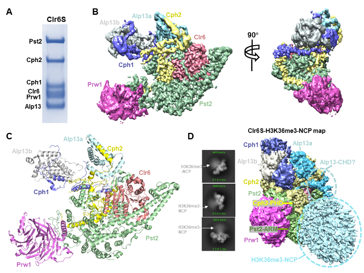 SIAIS researchers report the cryo-EM structure of Class I histone deacetylase complex