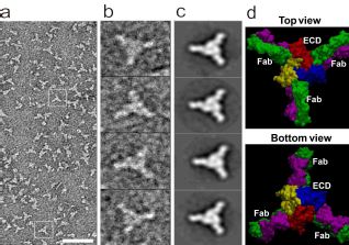 Highly Specific Antibody Could Help Fight Against Neurological Diseases