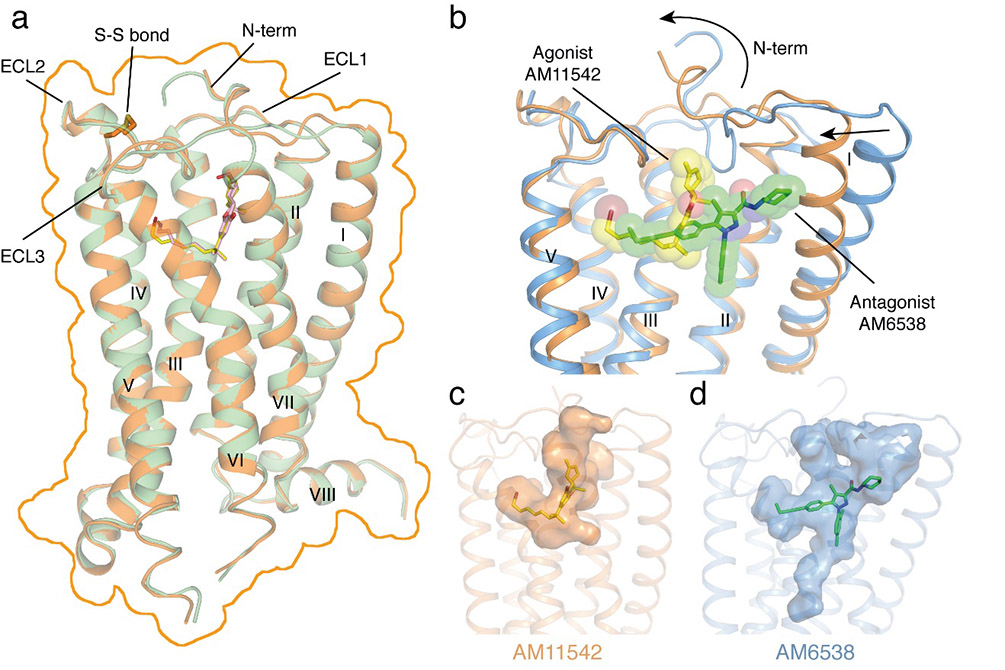 Agonist-bound Marijuana Receptor Molecular Structure Determined