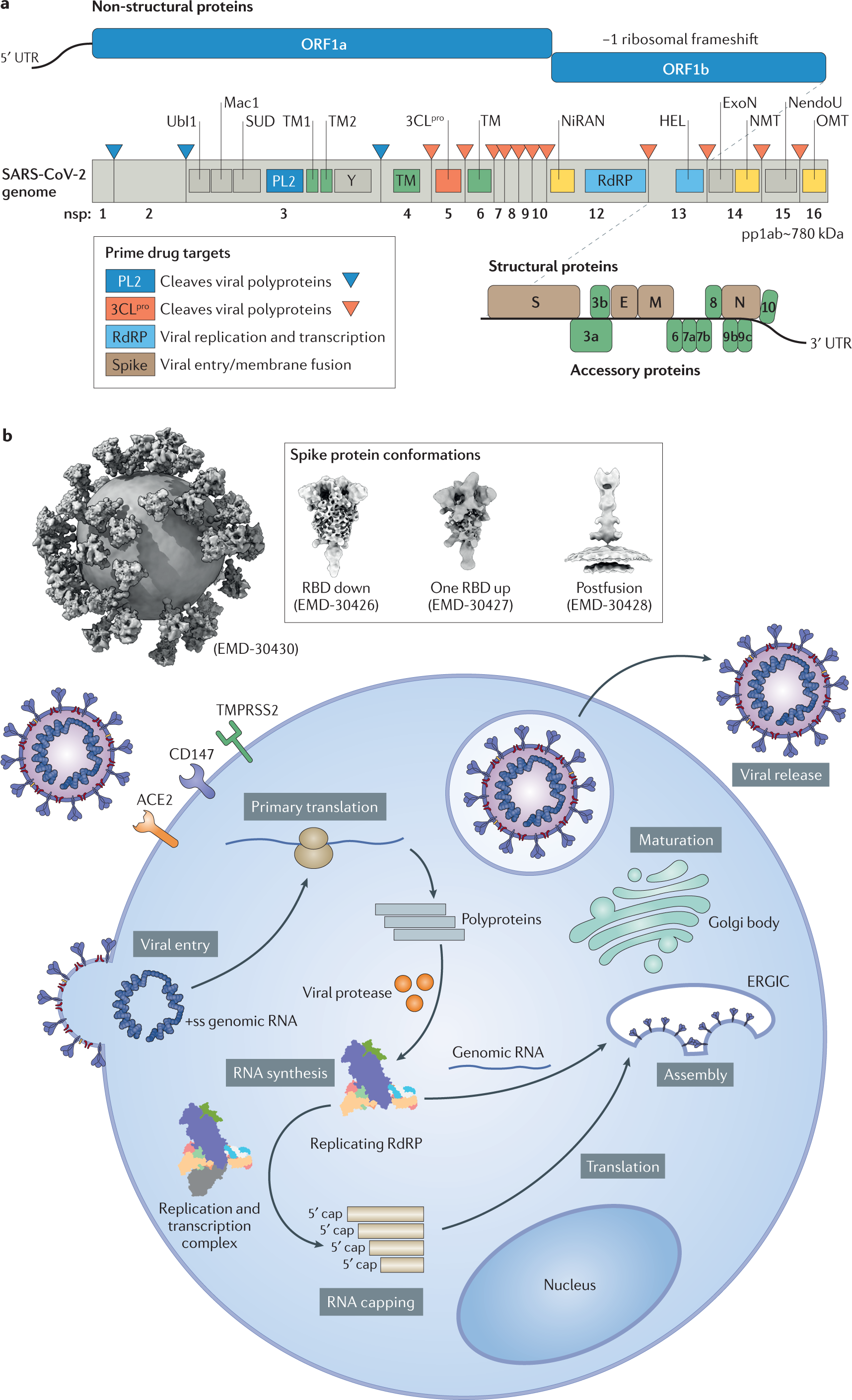 新冠病毒的基因组与生命周期