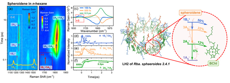 物质学院刘伟民课题组揭示类球红细菌外周捕光天线2中类胡萝卜素向细菌叶绿素的传能机制