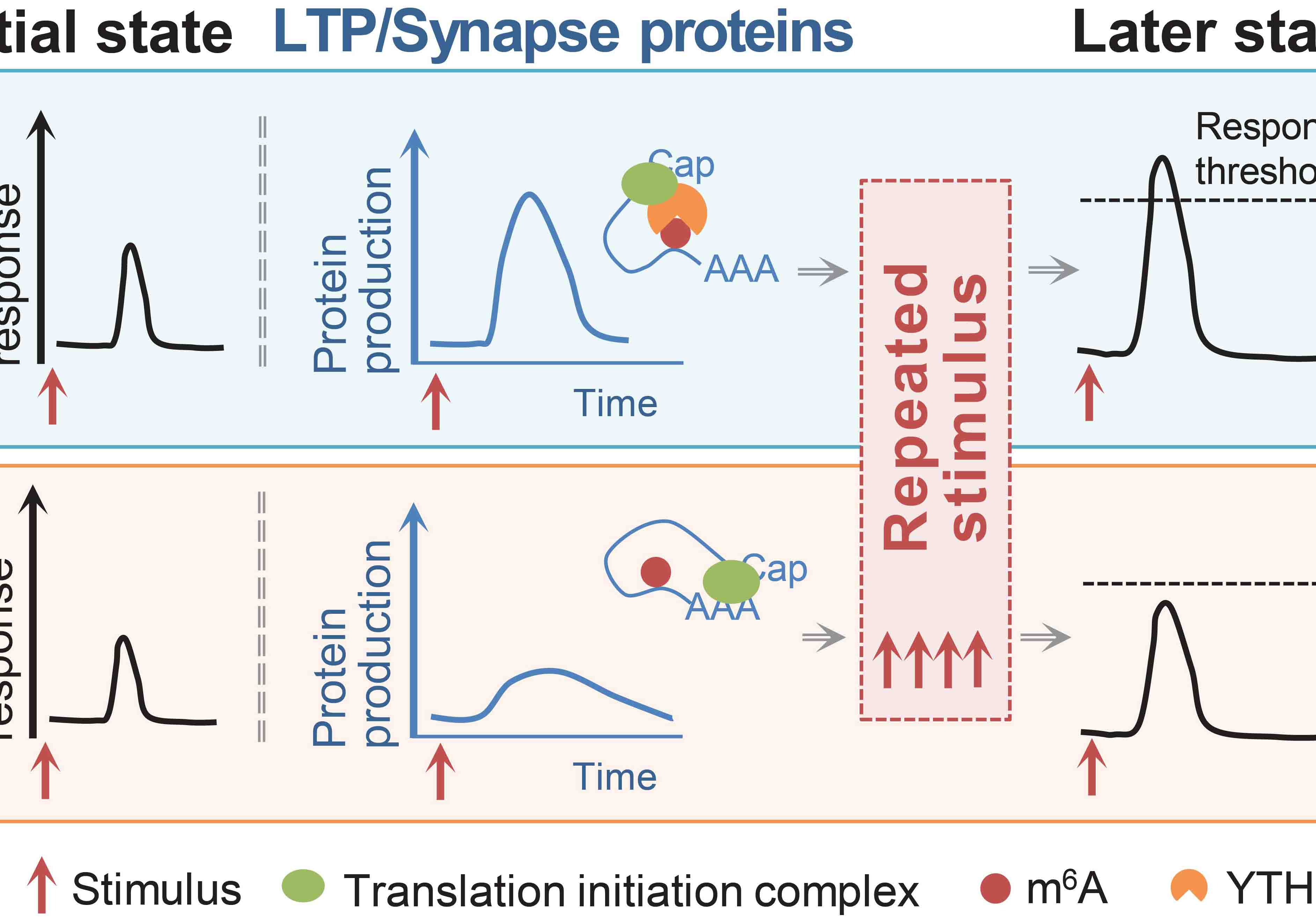 RNA Methylation Study Signals Breakthrough Learning and Memory Research