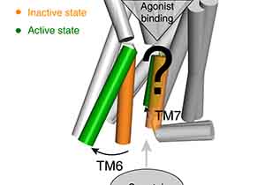 Discovery of Common Activation Mechanism for Class A GPCRs