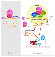 The SIAIS research team reveals a piRNA-independent mechanism of  PIWI protein in gastric cancer