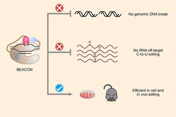 生命学院陈佳课题组与合作者成功开发碱基编辑系统BEACON