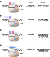 ShanghaiTech Scientist Publishes a Review Article on Gene Editing Tools