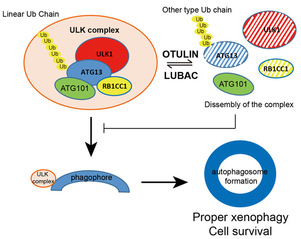 SLST Researchers Report a Novel Mechanism of Linear Ubiquitination Regulating Autophagy Initiation and Maturation  