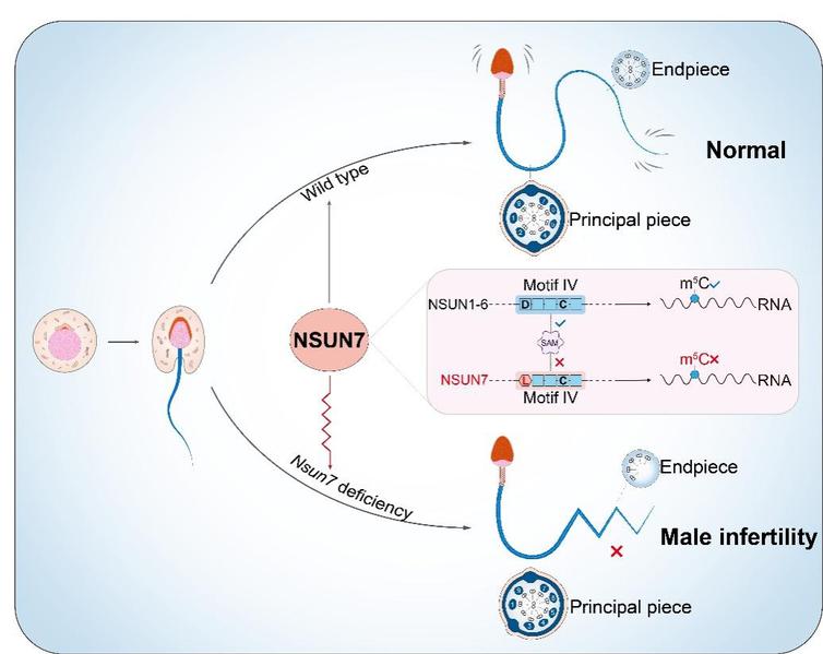 生命学院刘如娟组揭示NSUN7参与调控哺乳动物精子鞭毛的组装