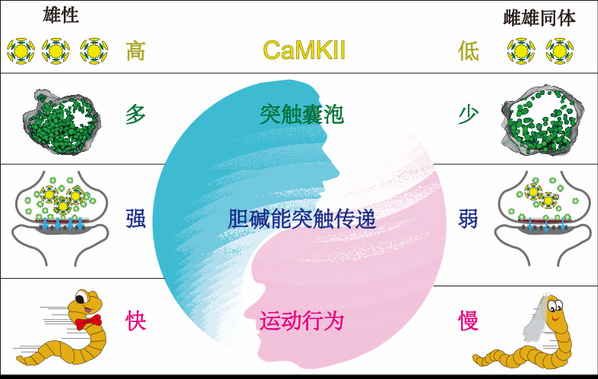生命学院童夏静组发现运动行为性别差异的分子机制