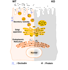 SLST Lab Identifies a New Function of a Traditional Tight Junction Protein