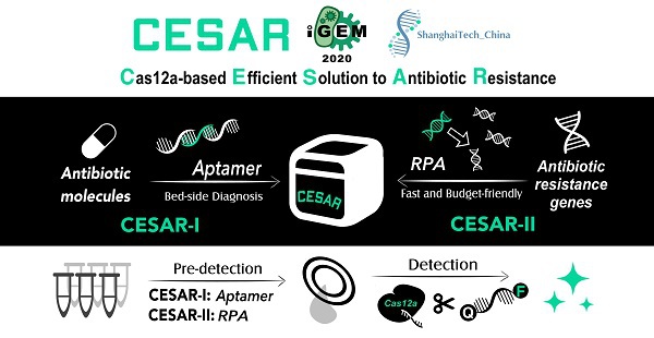 喜报！上科大学生获得国际基因工程机器大赛（iGEM）金牌