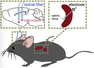 Scientists from ShanghaiTech and Tsinghua Universities Discover a Novel Neuroimmune Pathway