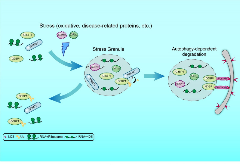 Protein quality control regulates stress granule homeostasis