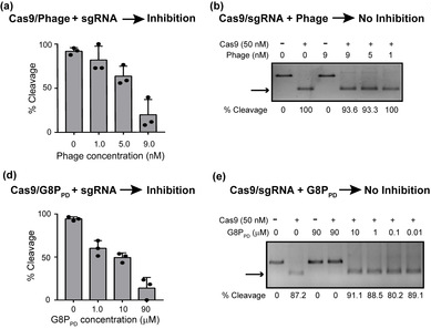 我校免化所发现首个CRISPR-Cas9的天然多肽抑制剂，为实现精准基因编辑提供新思路