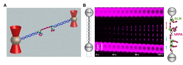 SLST Researchers Report a Novel Unwinding Model of a DNA Repair-Involved Helicase