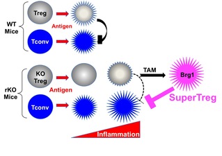 ShanghaiTech Researchers Develop a Novel Therapeutic Strategy to Tackle IPEX-Like Disorders