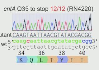 Ji Lab Develops “Base Editor” for Bacterial Superbugs