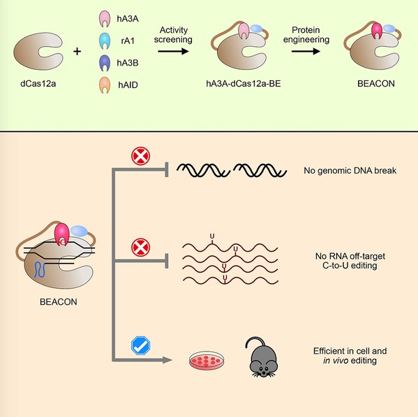BEACON: Efficient and Specific Base Editor with Low DNA Damage