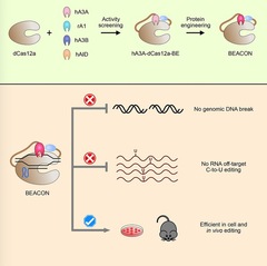 BEACON: Efficient and Specific Base Editor with Low DNA Damage