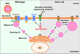 SLST lab reveals a novel function of Occludin, a traditional tight junction protein  