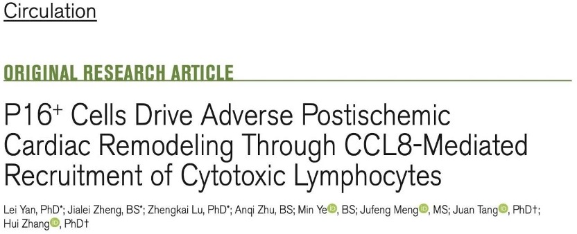 Zhang Hui lab and collaborators reveal novel mechanism and intervention target for adverse cardiac remodeling post-myocardial infarction