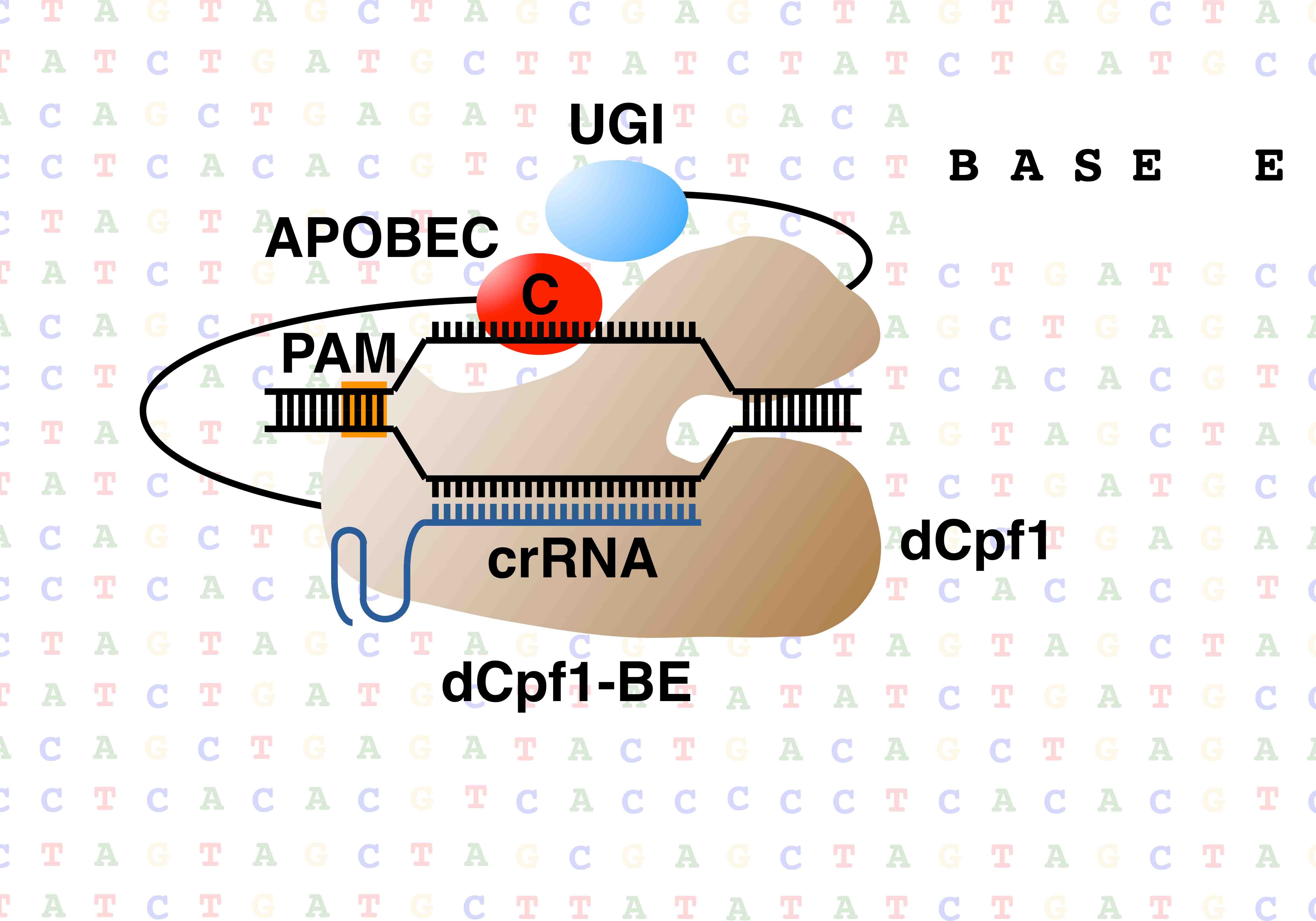 Base editing with a Cpf1– cytidine deaminase fusion