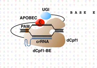 Base editing with a Cpf1– cytidine deaminase fusion