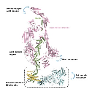 免化所结构生物化学实验室与合作者揭示完整中介体复合物结构和构象变化