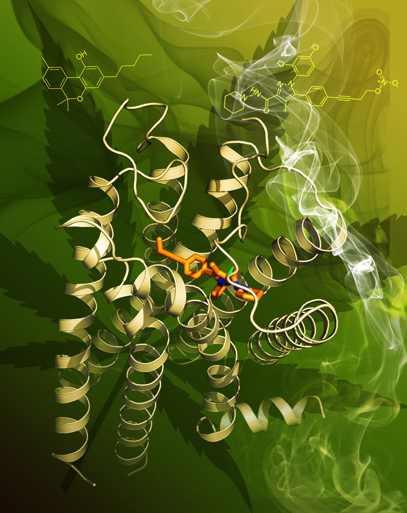 上海科技大学iHuman研究所团队成功解析人源大麻素受体三维精细结构