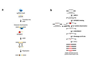 ShanghaiTech Scientists Reveal APOBEC's Effect on Gene Editing