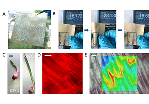 Silk Fiber Research Collaboration Published 