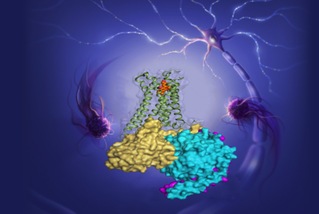 ShanghaiTech Scientists Decipher the Structures of Signaling Forms of Human “Marijuana Receptors”