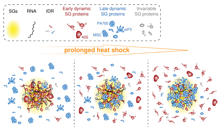 Stress granules have compositional and functional transitions across their life cycle