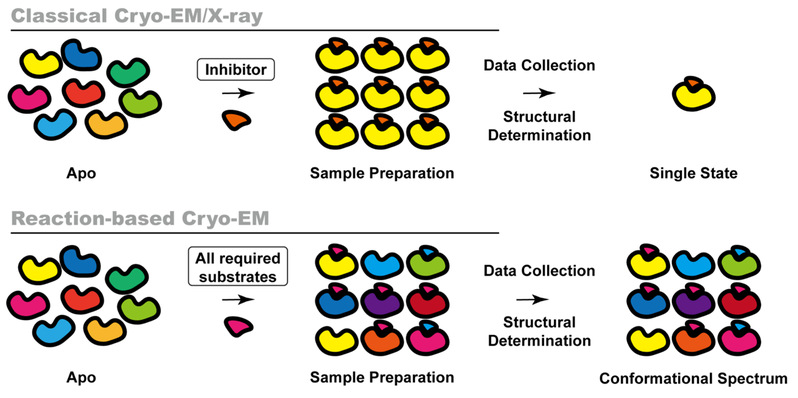 Reaction-based cryo-EM captures a metabolic enzyme at work and reveals a GTP effector-cycling clock  