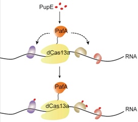 CRUIS Captures RNA-Protein Interaction