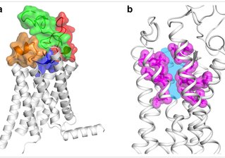 First Human Frizzled Receptor Structure Deciphered