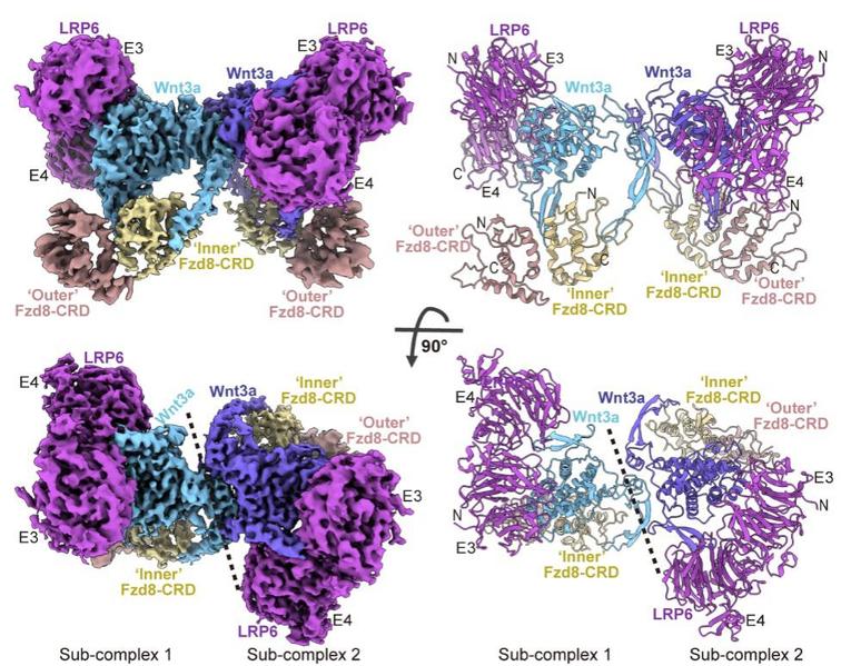 科学“虎符”破解记：上科大许文青团队揭示发育、再生与癌症核心开关的机制