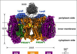 Reveal of New Electron Transfer Mechanism Advances Anti-Tuberculosis Drug R&D