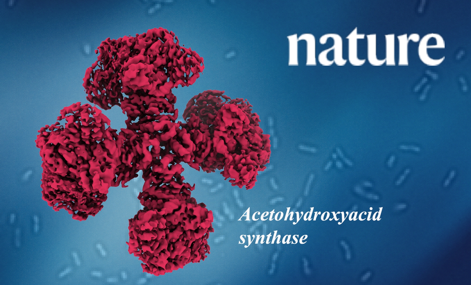 上科大与合作者科研成果荣登Nature——揭示植物和真菌的乙酰羟基酸合成酶结构