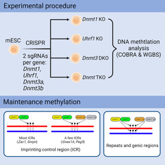 Maintenance of DNA methylation in embryonic stem cells