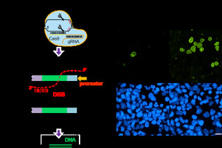 An efficient gene editing tool Ted developed by ShanghaiTech scientists