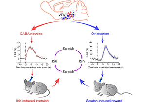 New Mechanism of Itch Processing Discovered