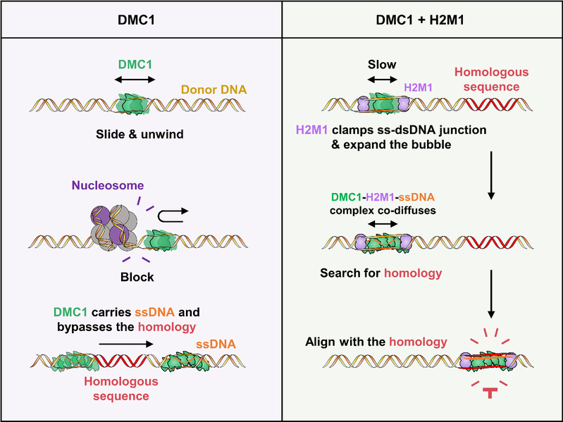生命学院孙博课题组揭示DMC1–HOP2–MND1协同介导减数分裂同源序列搜索的新机制