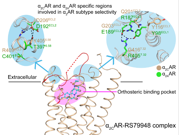 我校iHuman研究所、生命学院赵素文和钟桂生课题组发文阐释肾上腺素受体多样性和配体特异性的机理