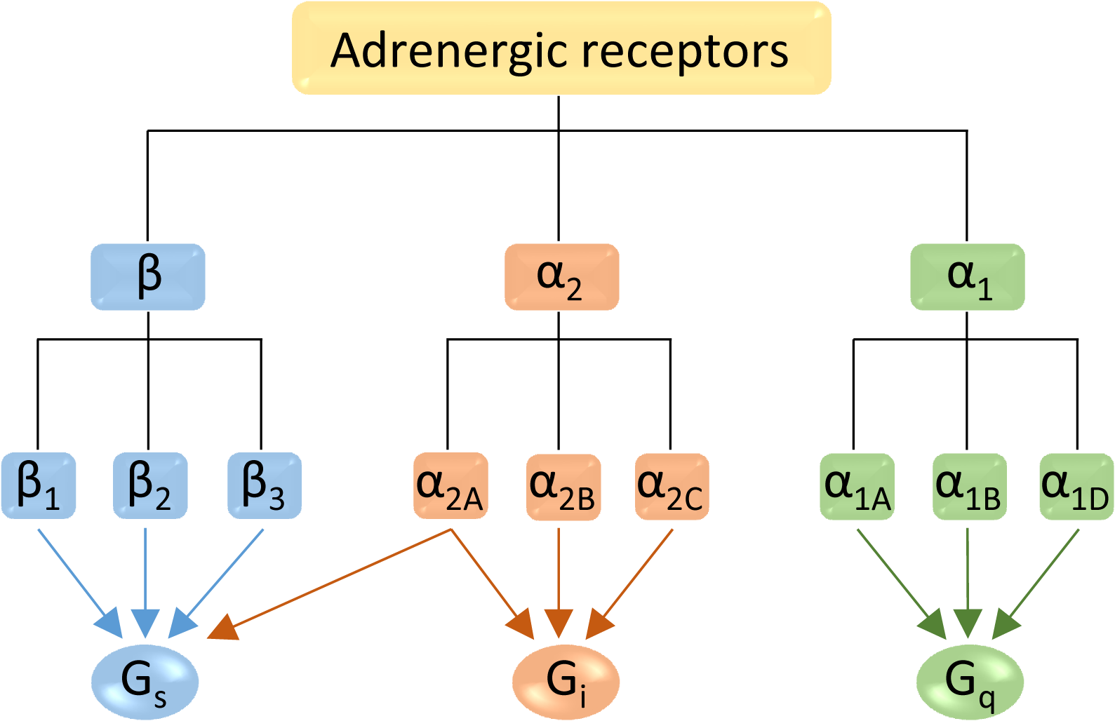 肾上腺素受体各亚型及对应的g蛋白通路