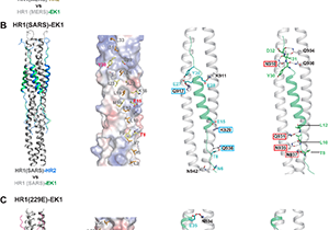 New Research Develops Pan-Coronavirus Fusion Inhibitor 
