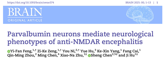 生命学院胡霁课题组与合作者揭示抗NMDAR脑炎的神经环路机制