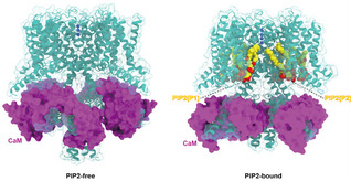 Discovery of a new mechanism of lipid modulation for voltage-gated potassium channels