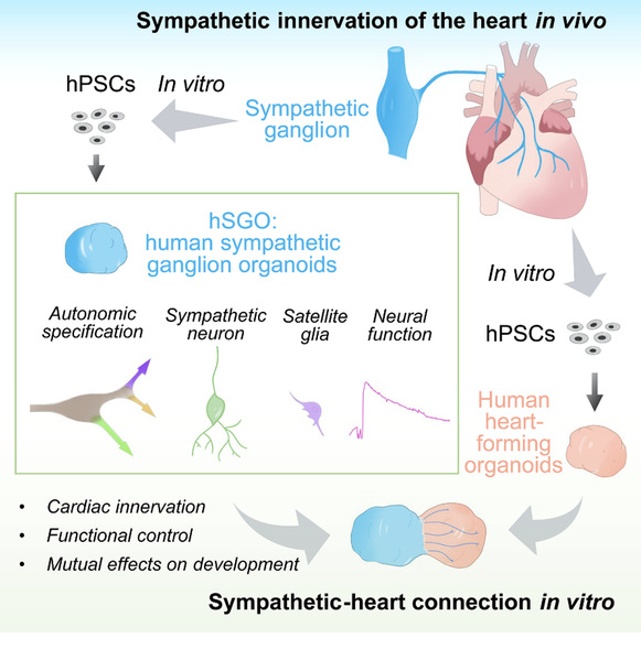 Xiang Yangfei group develops human organoid model for sympathetic-heart interaction