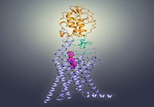 Multi-domain Structure of Human Smoothened Receptor Deciphered